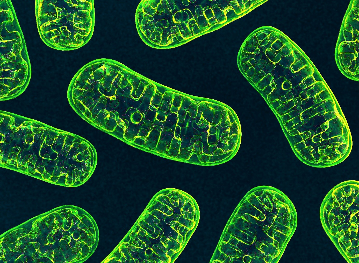 mitochondries © Adobe Stock