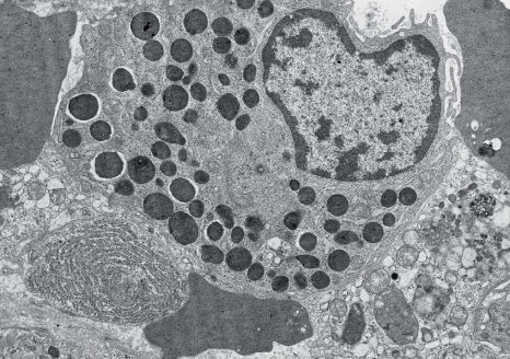 cellule basophile