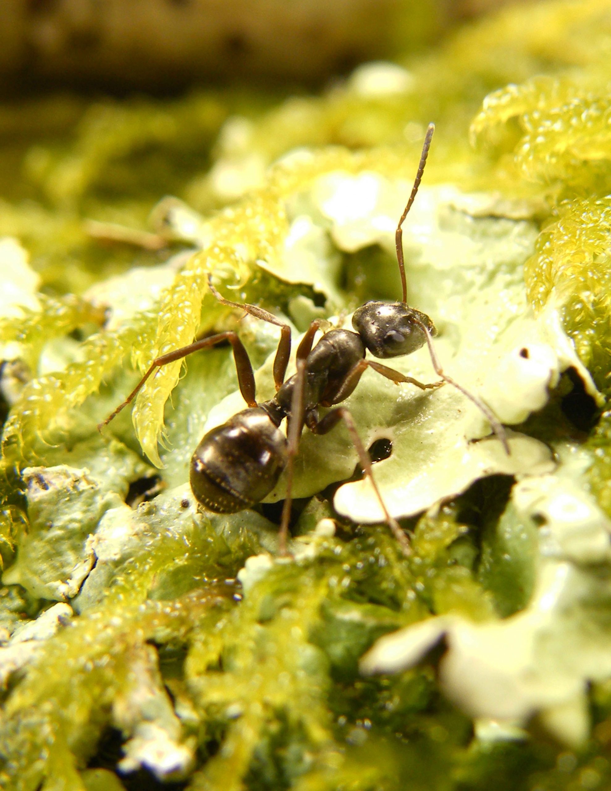 Et si les fourmis pouvaient aider à diagnostiquer certains cancers ?