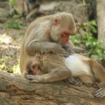 Mère macaque toilettant son jeune singe.