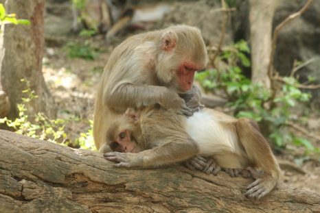 Mère macaque toilettant son jeune singe.