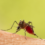 moustique Aedes aegypti