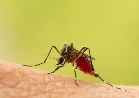 moustique Aedes aegypti 