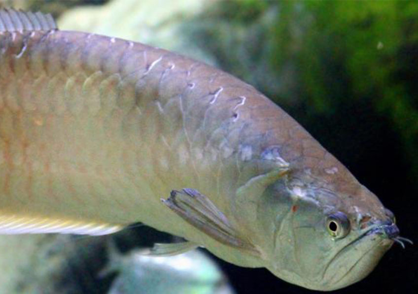 Quels sont les premiers ancêtres de nos poissons modernes ?