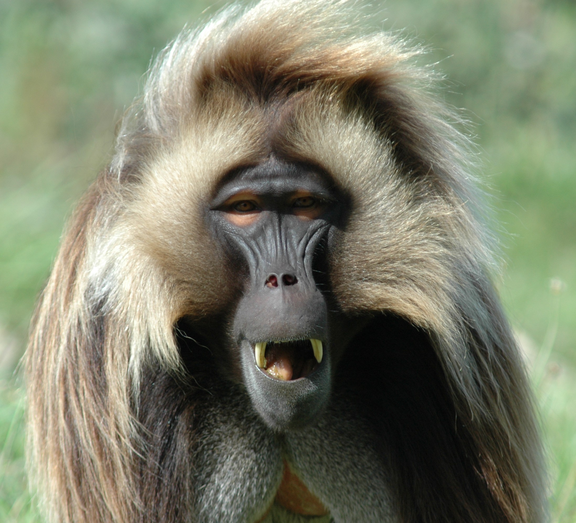In Primates, the Appendix Is Found to Have a Protective Effect Against Infectious Diarrhea