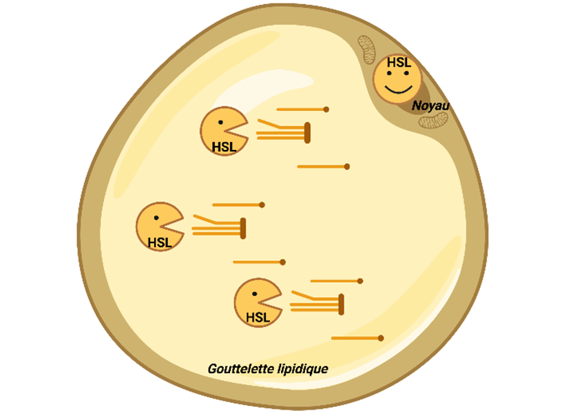 Obésité : de nouveaux travaux remettent en question les connaissances actuelles sur le métabolisme des graisses